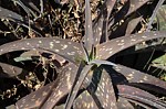 Aloe aff scabrifolia Sololo to Uran GPS179 Kenya 2014_1289.jpg